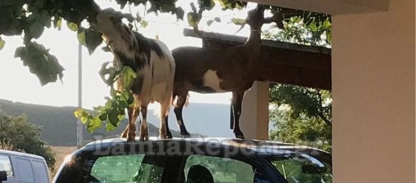 O απίστευτος τρόπος που έφτασαν οι κατσίκες το φαγητό τους (φώτο)